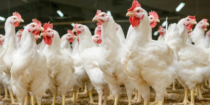 Ấn Độ kêu gọi không nên lạm dụng kháng sinh trong chăn nuôi gà