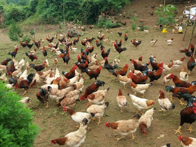 Anh nông dân trở thành tỷ phú nhờ tuyệt chiêu cho gà ăn tỏi