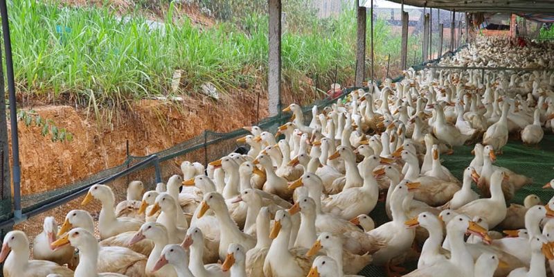 Chăn nuôi gia cầm Việt Nam đang phát triển theo hướng bền vững