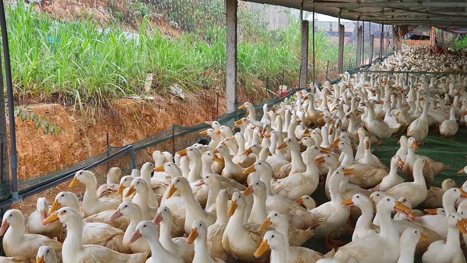 Chăn nuôi gia cầm Việt Nam đang phát triển theo hướng bền vững