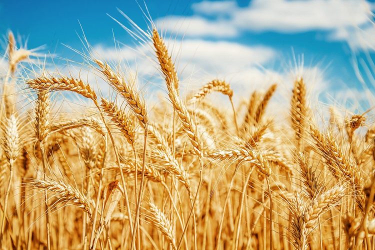 Dinh dưỡng giữa lúa mì và ngô