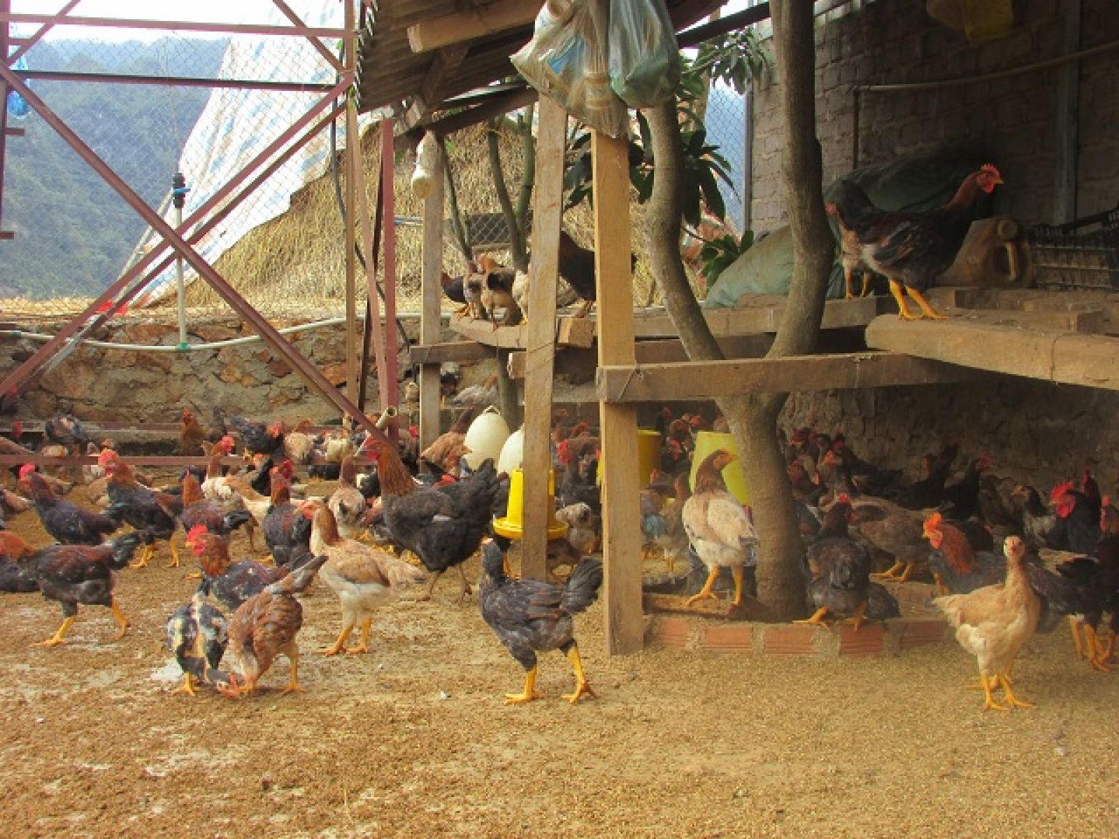 Chuồng nuôi là kỹ thuật cơ bản trong việc làm chuồng nuôi gà