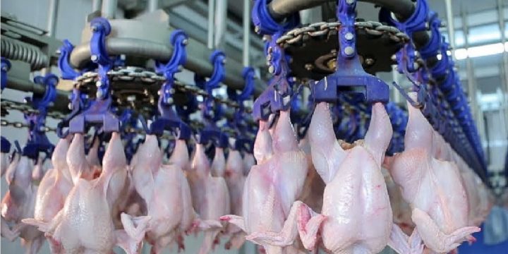Cơ hội phát triển cho gà Việt tại thị trường Nga thời gian tới