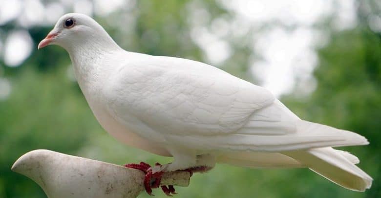 Dấu hiệu và cách chữa trị bệnh bạch hầu ở chim bồ câu