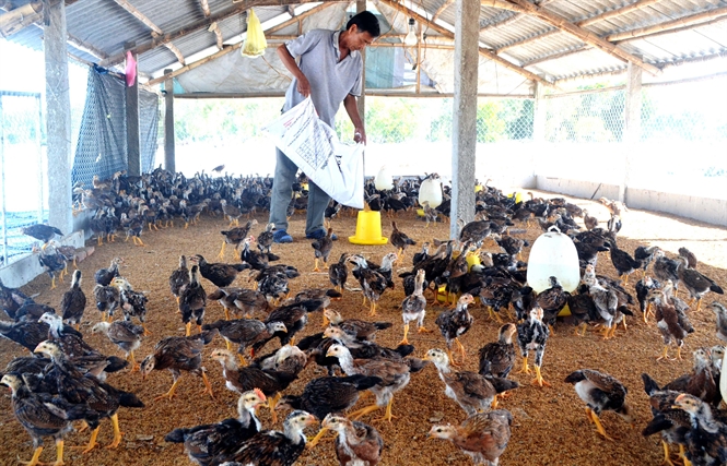 Đệm lót sinh học - Giải pháp nâng cao giá trị thương phẩm của gà