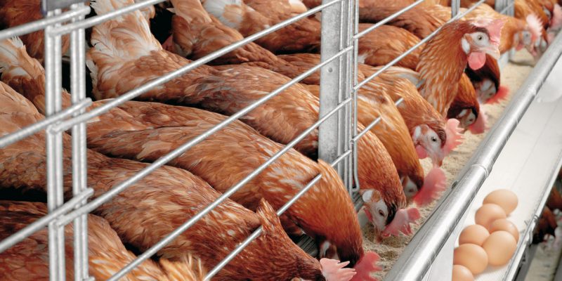 Điều chỉnh dinh dưỡng nhằm giảm stress nhiệt ở gà thịt