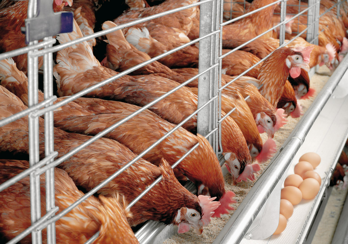 Điều chỉnh dinh dưỡng nhằm giảm stress nhiệt ở gà thịt