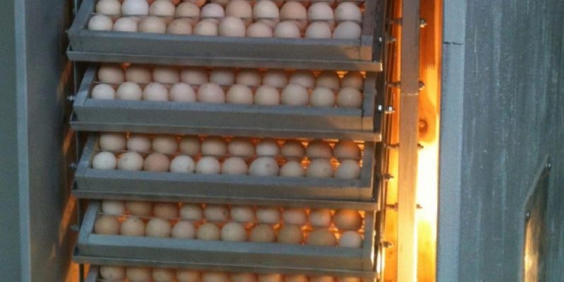 Độ ẩm quan trọng như thế nào trong quá trình ấp trứng ngan