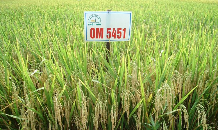 Để phân biệt gạo Việt Nam OM5451 và Sen Kro OB rất khó.