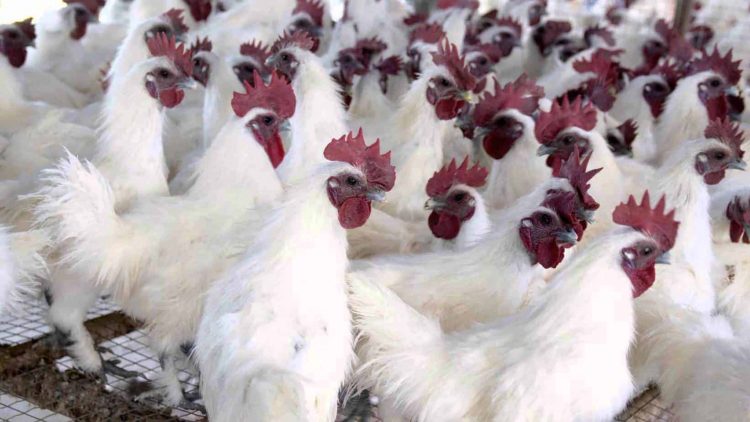 Giá thịt gà miền Bắc liên tục giảm mạnh khiến người dân lo lắng.