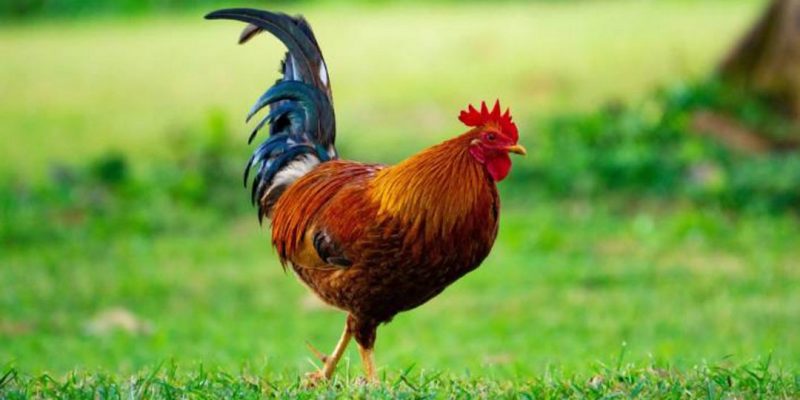 Góc khám phá: Người dân nào đã đưa con gà Việt vươn ra thế giới?