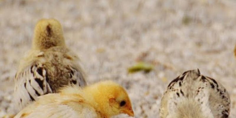 Hướng dẫn nhận biết triệu chứng và cách điều trị bệnh Gumboro ở gà