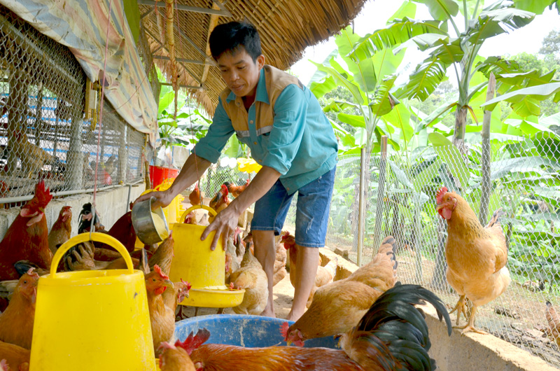 Kinh nghiệm chăn nuôi gà Ri bằng phương pháp nuôi nhốt