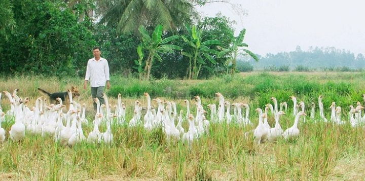 Kỹ Thuật Nuôi Ngỗng Thả Đồng Năng Suất Cao Hơn