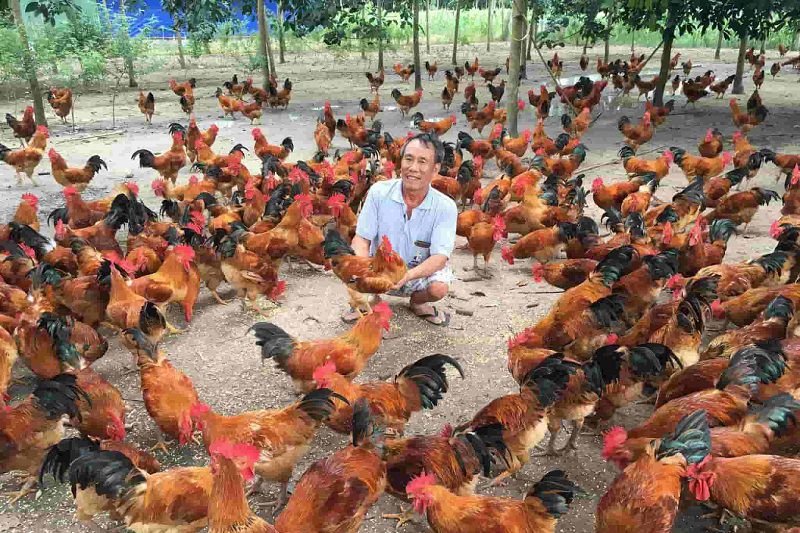 Kỹ thuật và quy trình chăn nuôi gà thịt thả vườn