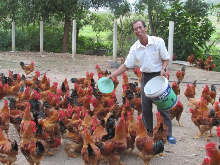 Kỹ thuật và quy trình chăn nuôi gà thịt thả vườn