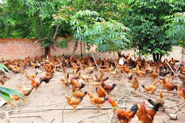 Làm thế nào để chăn nuôi gà thả vườn một cách hiệu quả?