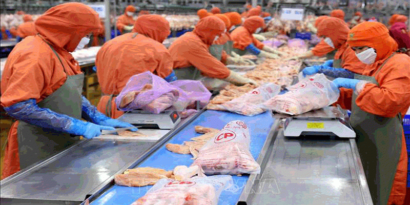 Nên đẩy mạnh đầu tư chế biến, xuất khẩu gà ở Việt Nam