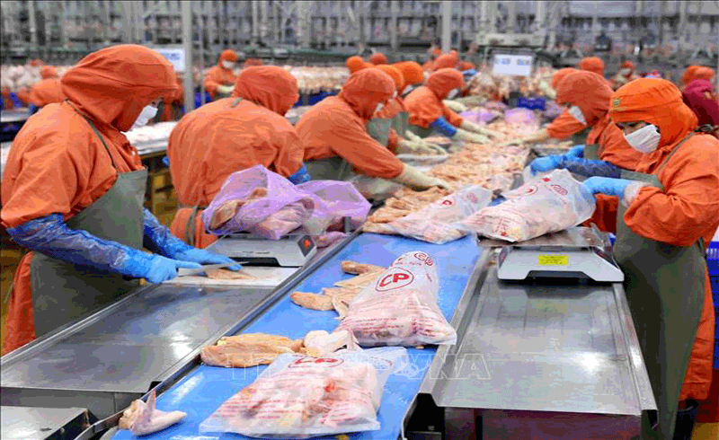 Nên đẩy mạnh đầu tư chế biến, xuất khẩu gà ở Việt Nam