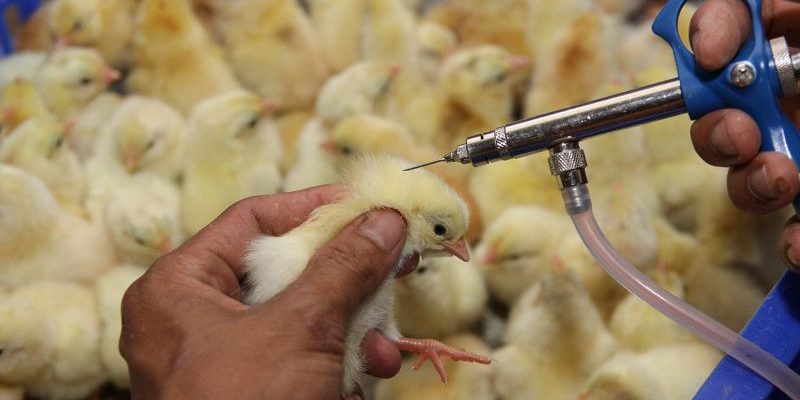 Những điều cần biết về việc tiêm chủng đậu cho gà