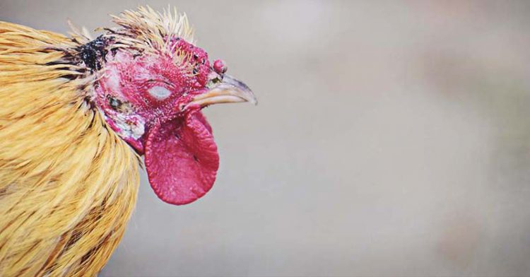 Những điều cần biết về việc tiêm chủng đậu cho gà
