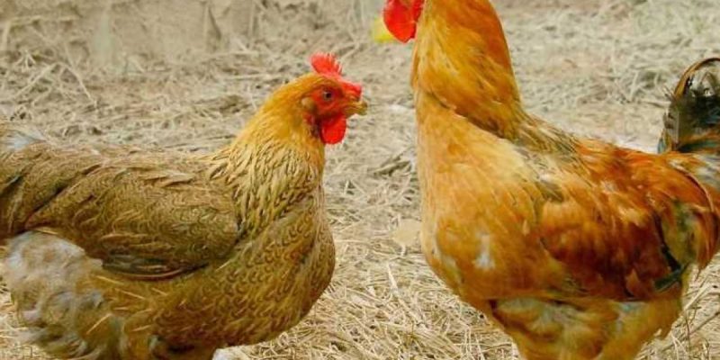 Phát hiện và điều trị bệnh viêm phế quản IB trên gà