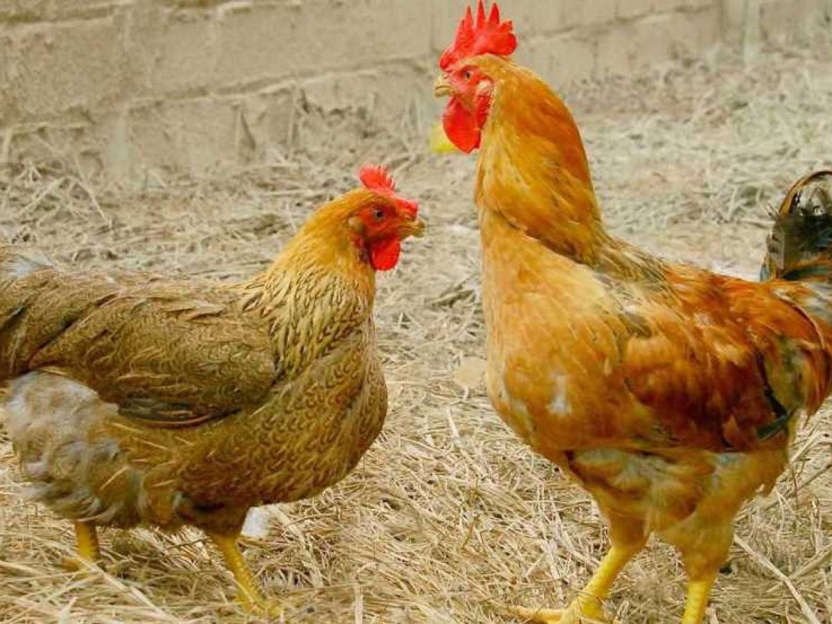 Phát hiện và điều trị bệnh viêm phế quản IB trên gà