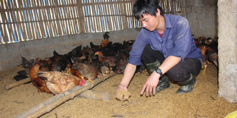Đệm lót sinh học – Giải pháp nâng cao giá trị thương phẩm của gà