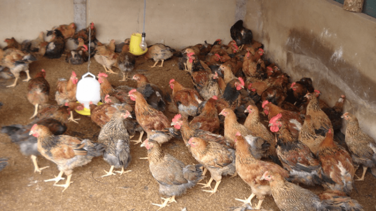 Tăng chất lượng gà bằng cách chăn nuôi trên nền đệm lót sinh học