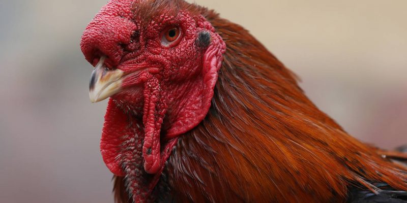 Tin bất ngờ: con gà Mía được đấu giá đạt kỷ lục lên đến 27 triệu đồng