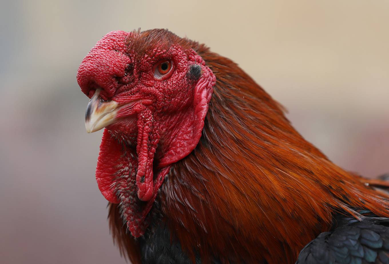 Tin bất ngờ: con gà Mía được đấu giá đạt kỷ lục lên đến 27 triệu đồng