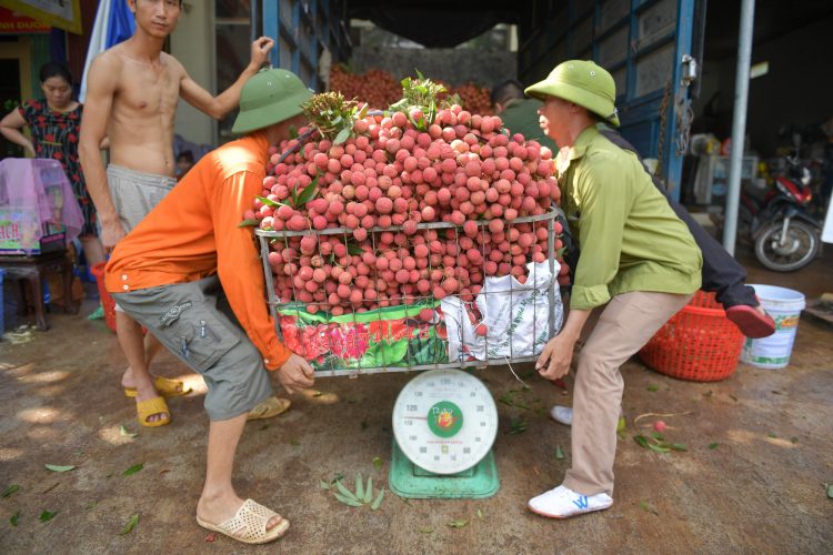 Hơn 300 thương lái Trung Quốc đến Việt Nam thu mua vải Lục Ngạn.