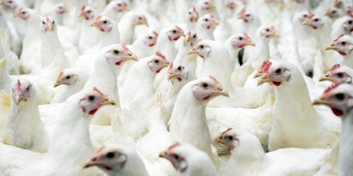 Xây dựng khẩu phần ăn cho gà công nghiệp hướng thịt