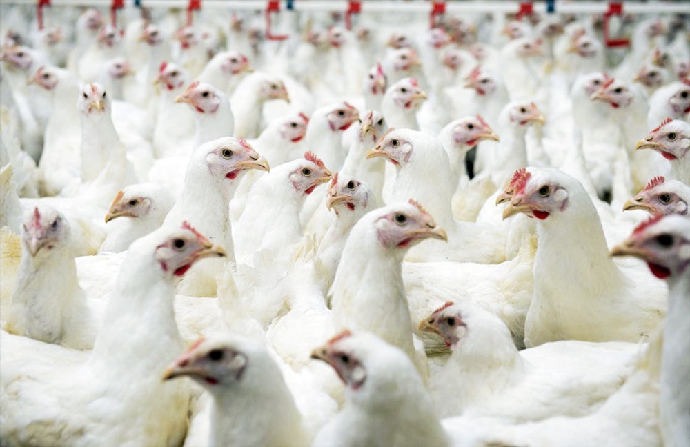 Xây dựng khẩu phần ăn cho gà công nghiệp hướng thịt