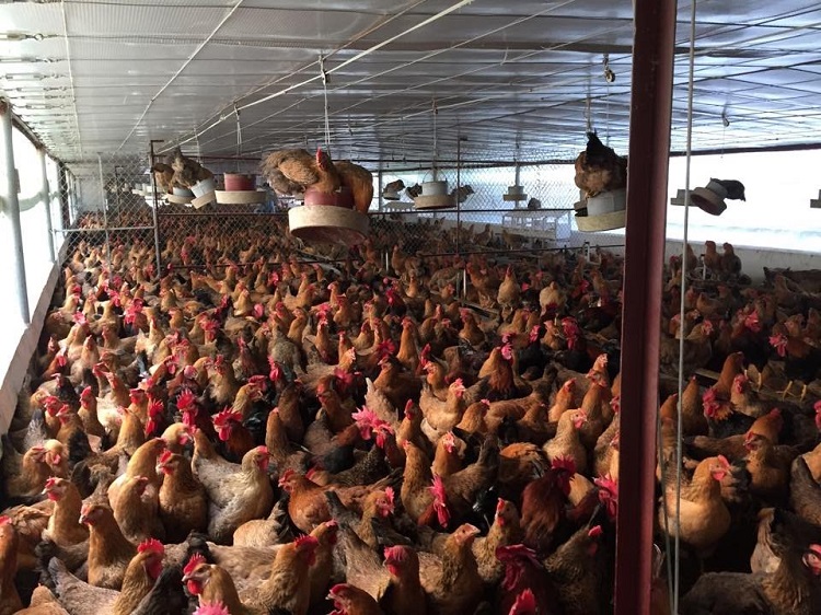 Trang trại nuôi gà thả vườn đang phát triển mạnh ở một số xã của huyện Sóc Sơn 