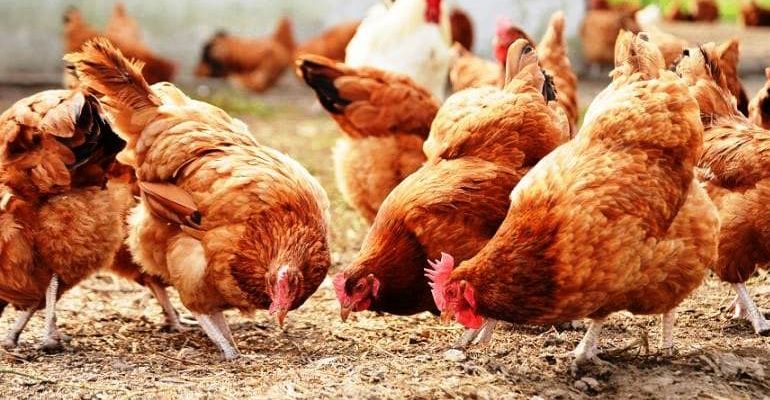 Biện pháp phòng ngừa viêm ruột thường gặp ở gà nuôi hướng thịt