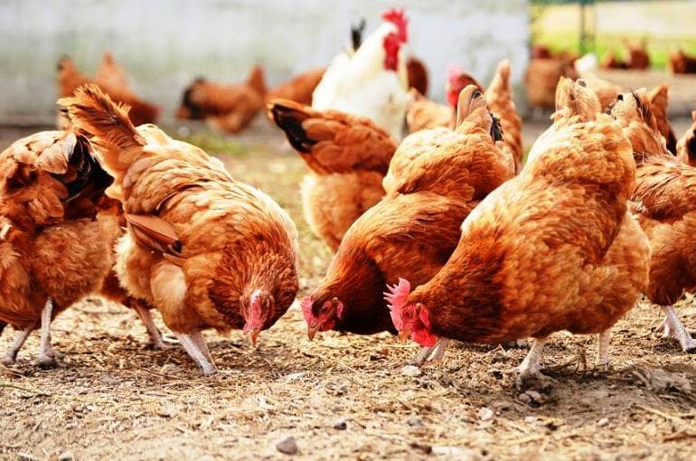 Biện pháp phòng ngừa viêm ruột thường gặp ở gà nuôi hướng thịt