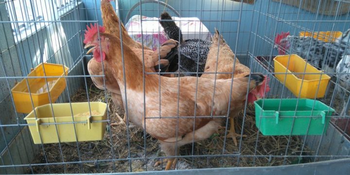 Cách xây chuồng gà khoa học cho trại nuôi gà