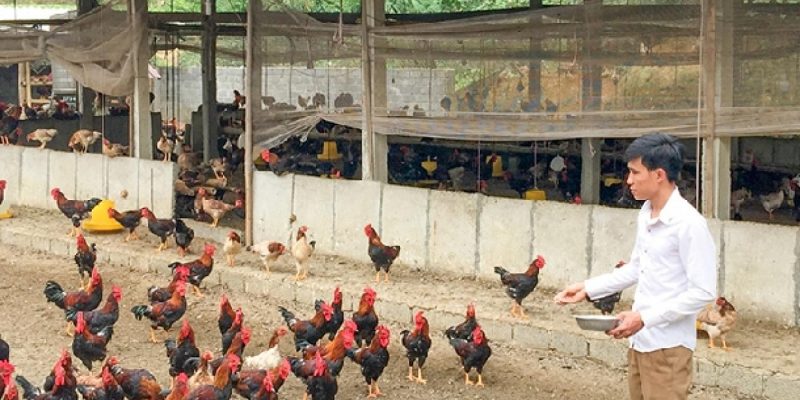 Cần chuẩn bị chuồng nuôi như thế nào khi chăn nuôi gà thịt?