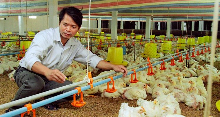 Chăn nuôi gia cầm tập trung – Xu thế mới của thị trường chăn nuôi