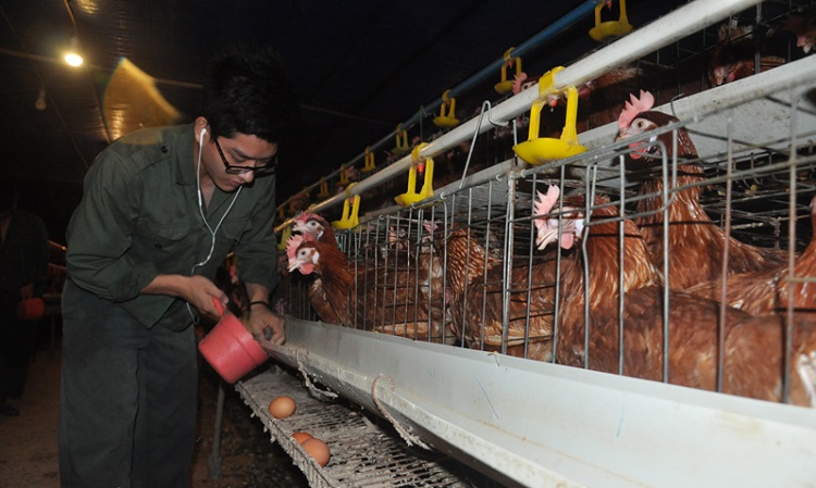 Trại chăn nuôi gà đẻ được đầu tư hệ thống máng ăn, máng uống hiện đại