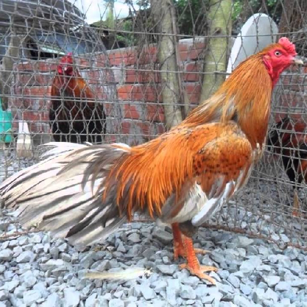 Giống gà Cao Lãnh có đặc điểm ngoại hình vô cùng đặc biệt. Giống gà này trở thành tên gọi trứ danh cho một vùng đất.