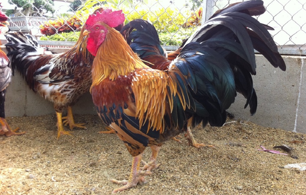 Gà chín cựa, loại gà truyền thống hiếm có cần được bảo tồn