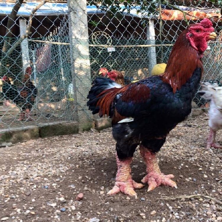 Giống gà Đông Tảo có chân to, khá xù xì, xấu xí.