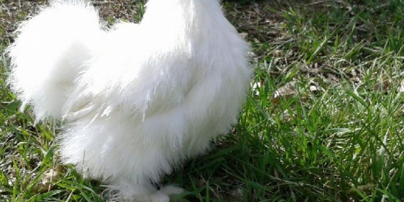 Gà lông xù, giống gà kiểng đặc trưng được yêu thích nhất