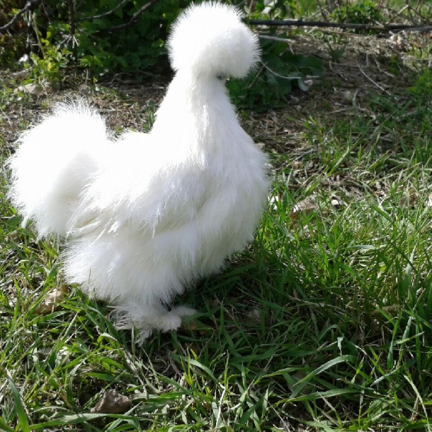 Gà lông xù, giống gà kiểng đặc trưng được yêu thích nhất