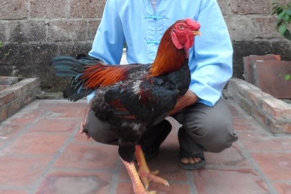 Giống gà hồ quý giá và cần được bảo tồn của Việt Nam.