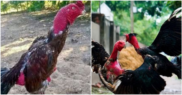 Giống gà nòi ở Việt Nam rất phát triển