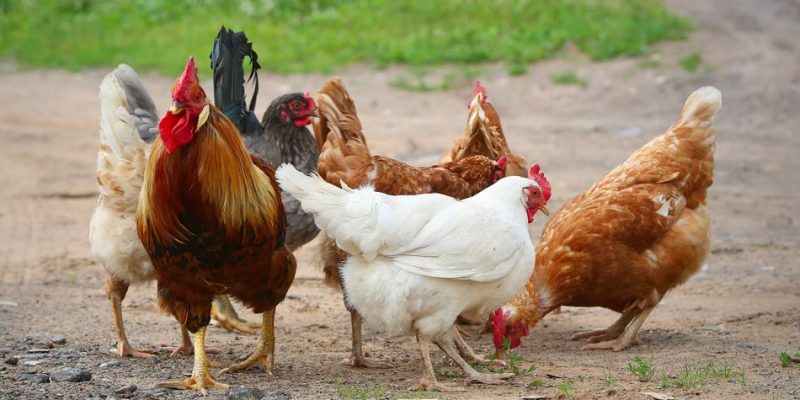 Hình thành tiêu chuẩn thức ăn khoa học cho gà thịt ở từng giai đoạn