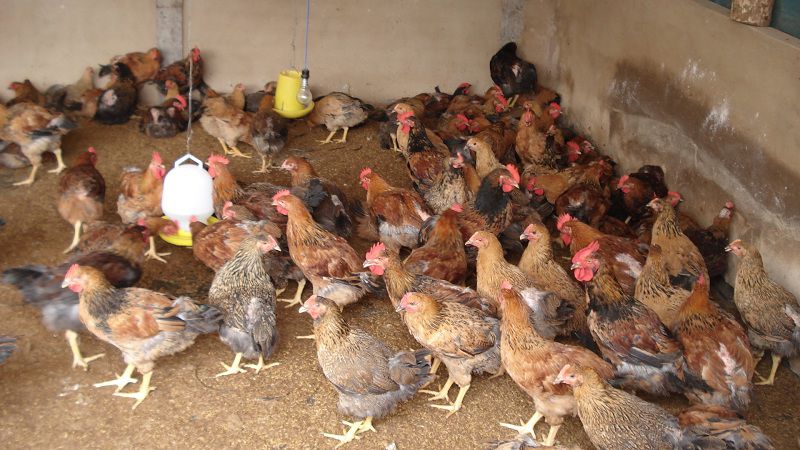 Kiến thức về nuôi gà thịt hiệu quả nông dân nào cũng cần nắm